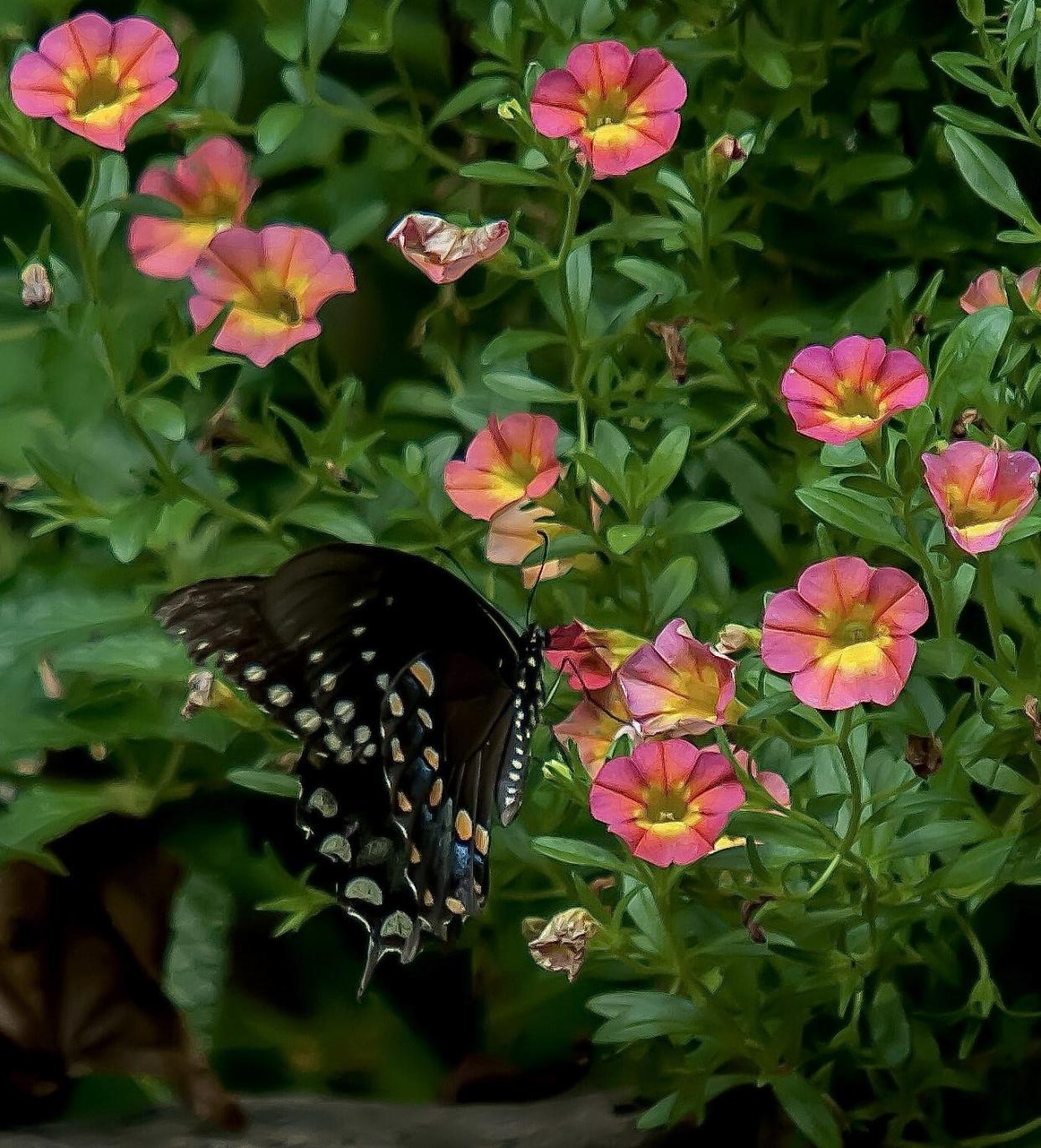 This Spicebush Swallowtail butterfly has found Superbells Coral Sun to be high on the menu.