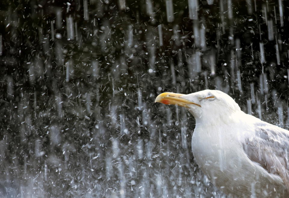 RSPCA Young Photographer Awards