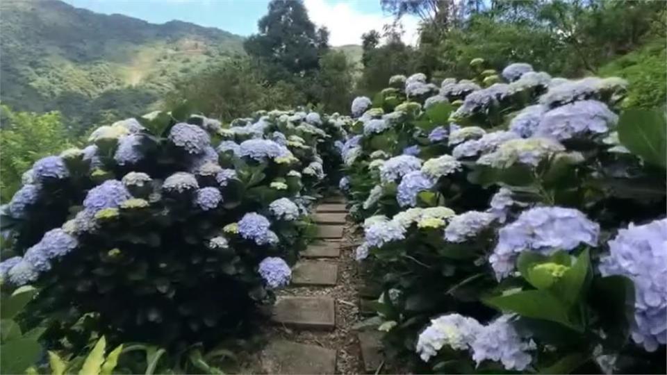 太麻里金針山正值繡球花季　避免遊客群聚農場暫封園