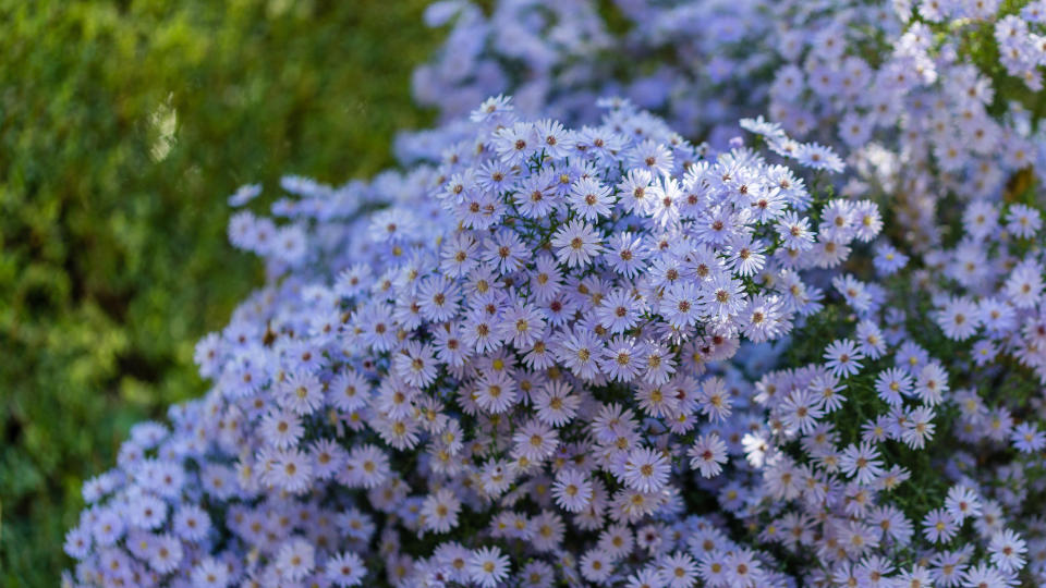 Plants for butterfly garden (Blue Wood Aster Symphyotrichum cordifolium)