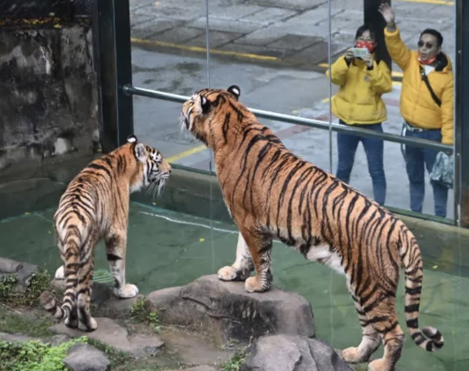 深圳旅遊｜深圳野生動物園門票46折快閃優惠！人均$99起！觀賞300多種珍禽異獸、近距離餵食猛獸、看馬戲表演等｜Yahoo購物節