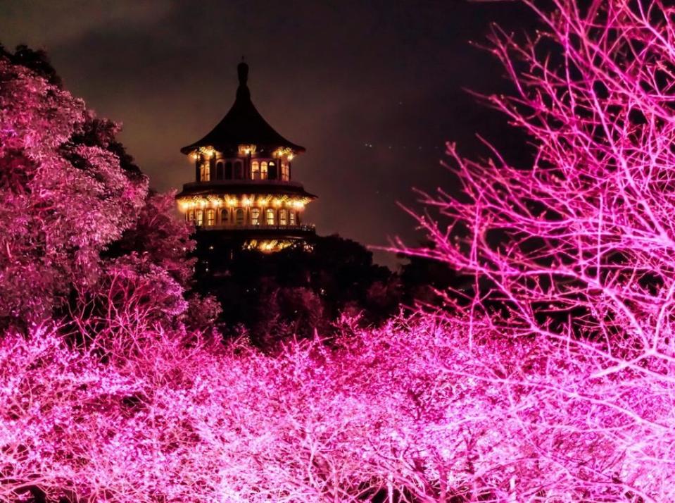 新北市淡水無極天元宮賞夜櫻活動昨晚點燈，壯觀的沉浸式光雕是拍攝夜櫻最佳景點。（新北市府景觀處提供）