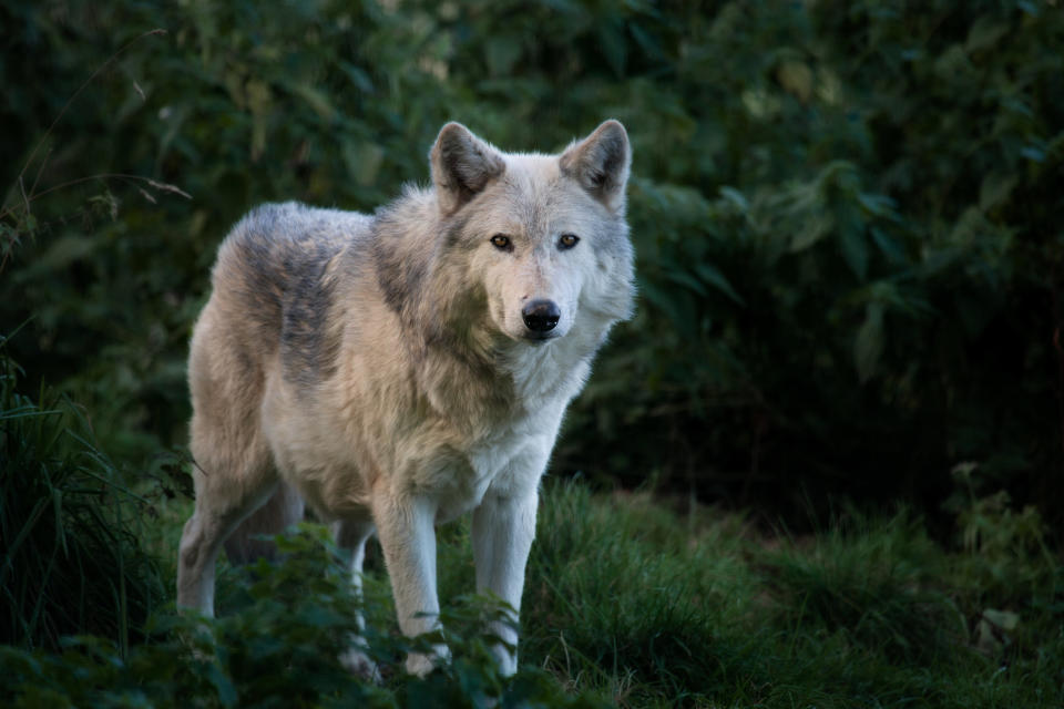 Beautiful wolf looking out from woodland.