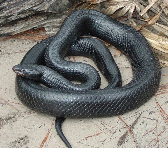 The eastern indigo snake is a species of large, non-venomous snake.