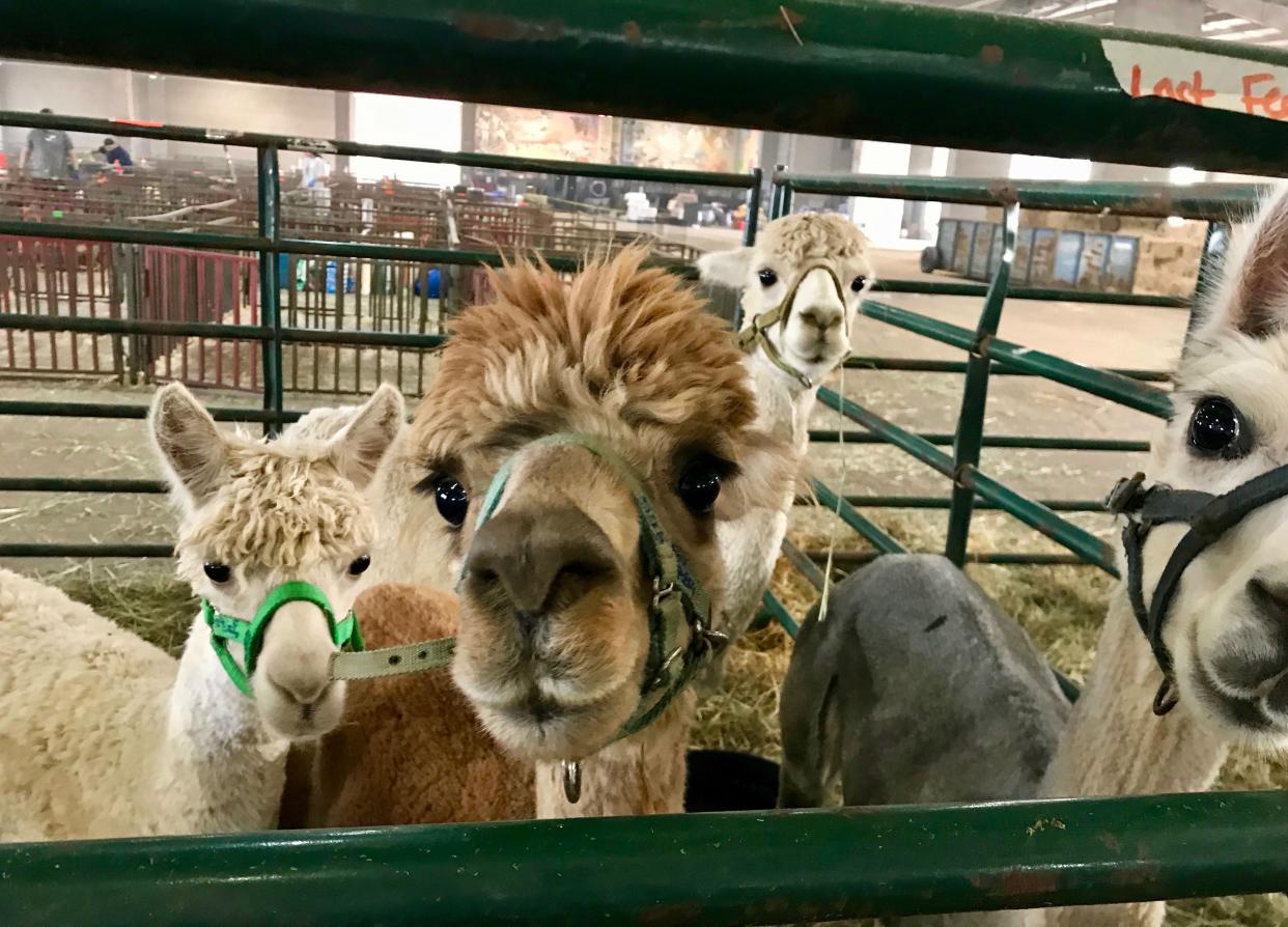 Hundreds of farm animals evacuated to Salem (Andrew Buncombe)