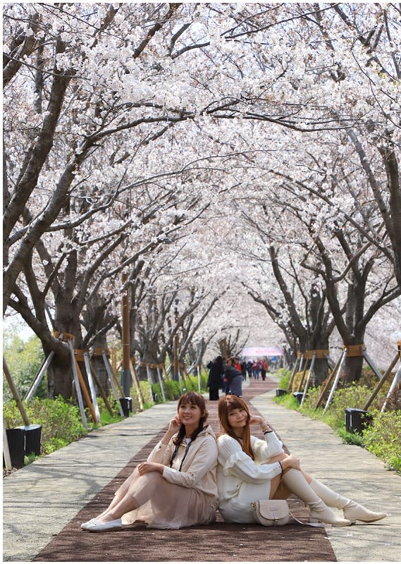 韓國釜山｜大渚生態公園30浬櫻花路、洛東江金黃油菜花