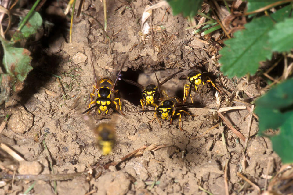 European wasps swarm leaving underground nest. Source: Getty Images)