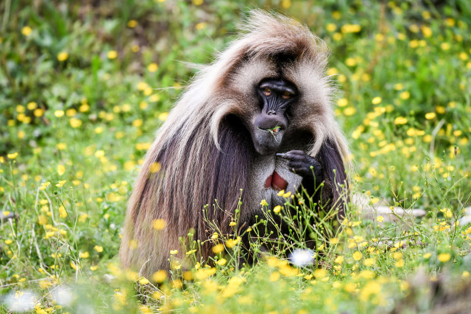 <p>A male gelada baboon sits among wild flowers as he forages for food at Wild Place Project, Bristol. (PA) </p>