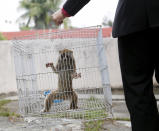 <p>A slow loris is carried in a cage by a wildlife department official at the head office in Kuala Lumpur March 24, 2015. It was among other animals estimated to be worth $20,000, including juvenile eagles and a Malayan sun bear cub, seized by the wildlife department during an operation against illegal wildlife traders earlier this month. The illegal global wildlife trade is estimated to be $8 billion a year worldwide, according to TRAFFIC, a wildlife trade monitoring network. (Photo: Olivia Harris/Reuters) </p>