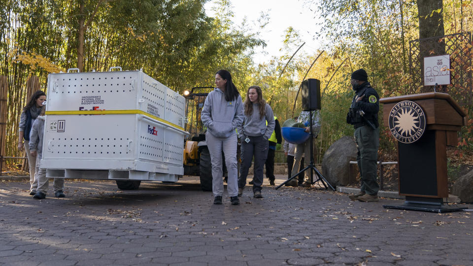 Giant panda Mei Xiang is transported in a crate to depart the Smithsonian's National Zoo and Conservation Biology Institute in Washington en route to Washington Dulles International Airport, where she will travel aboard the FedEx Panda Express to China, Wednesday, Nov. 8, 2023. (AP Photo/Stephanie Scarbrough)