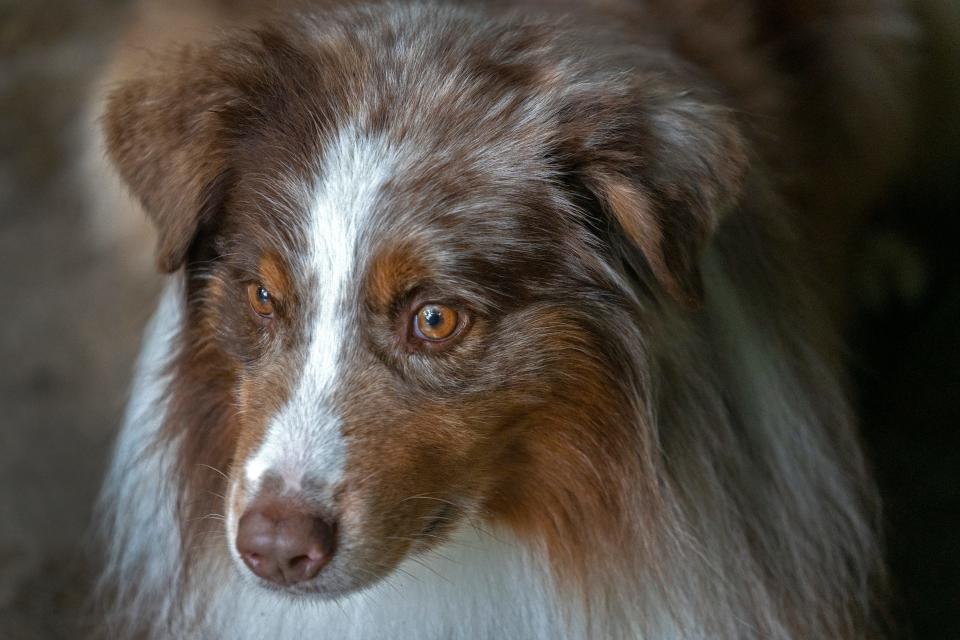 Epic is one of Kallie Bontrager’s Australian shepherds that she is training to find items with the Spotted Lanterfly odor to be able to eventually sniff out the Spotted Lanternfly egg masses. The invasive insect has been found in two places in Indiana. Bontrager is with the Indiana Department of Natural Resources Division of Entomology and Plant Pathology, Photo taken Tuesday, June 13, 2023 at Happy Hollow Park in West Lafayette.