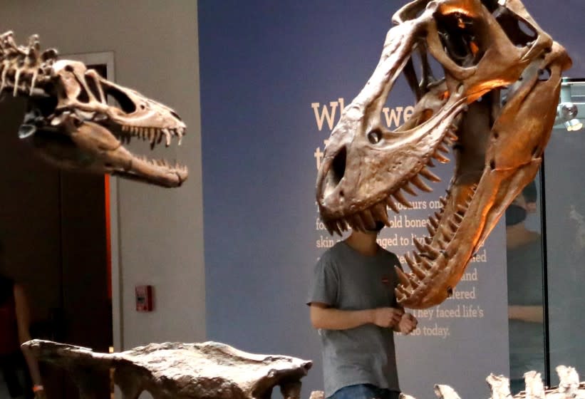 LOS ANGELES, CA - APRIL 1, 2021 - - A visitor seems to get more than he bargained for while walking through the Dinosaur Hall at the Natural History Museum in Los Angeles on April 1, 2021. After a year of closure due to the pandemic visitors were able to return for the first time to the museum. The museum only allowed 25% capacity due to pandemic restrictions. (Genaro Molina / Los Angeles Times)