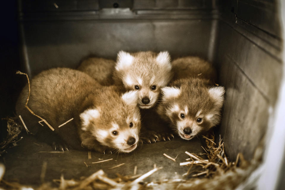 The Virginia Zoo in Norfolk has announced the birth of red panda triplets. The Virginia Zoo in Norfolk said in a statement Monday that the triplets were born two months ago and are thriving in a climate-controlled den that’s out of sight from the public. (The Virginia Zoo via AP)