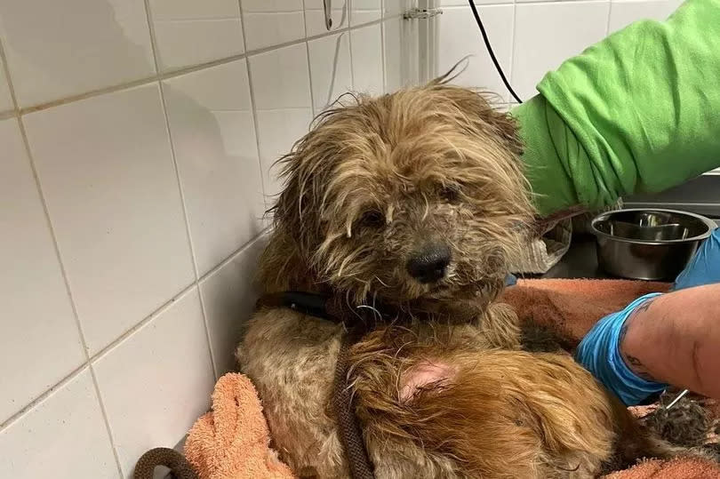 Oliver the dog during his groom.