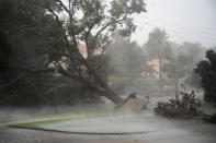 <p>SARASOTA, FL - 28 DE SEPTIEMBRE: Los fuertes vientos arrancan un árbol cuando el huracán Ian avanza hacia el sur el 28 de septiembre de 2022 en Sarasota, Florida. La tormenta tocó tierra en los Estados Unidos en Cayo Costa, Florida esta tarde como un huracán de categoría 4 con velocidades de viento de más de 140 millas por hora en algunas áreas. (Foto de Sean Rayford/Getty Images)</p> 