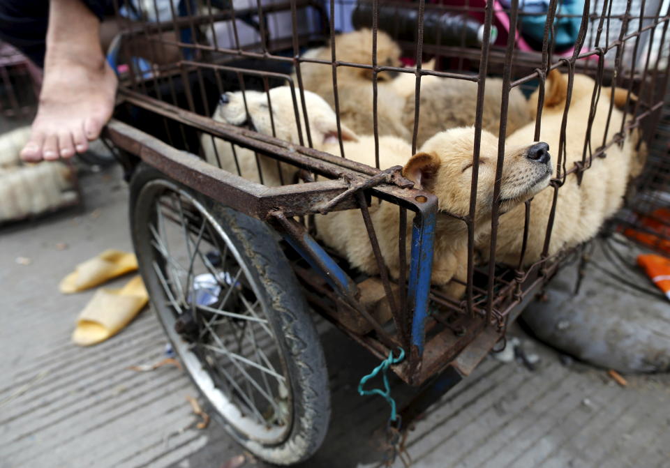 Dogs for sale at the Yulin festival in 2015. (Photo: Kim Kyung Hoon/Reuters)