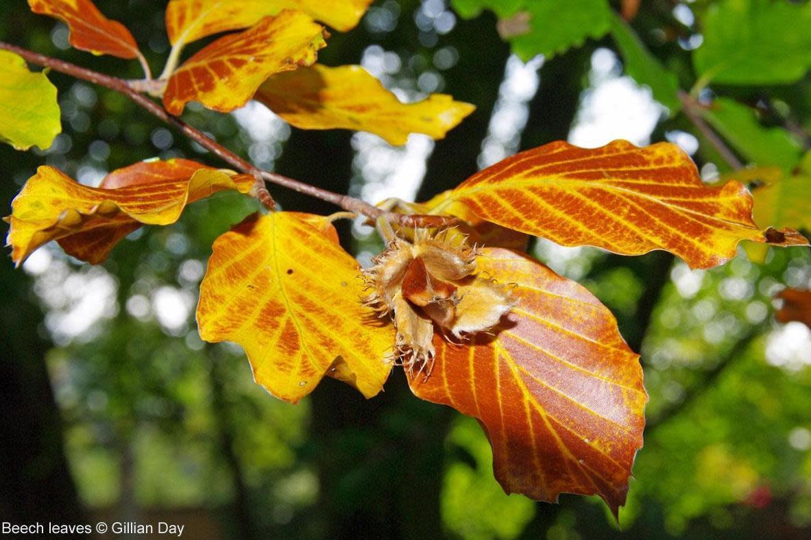 If spread out as a single layer, the leaves from London's trees would cover more than two-thirds of the capital: Gillian Day