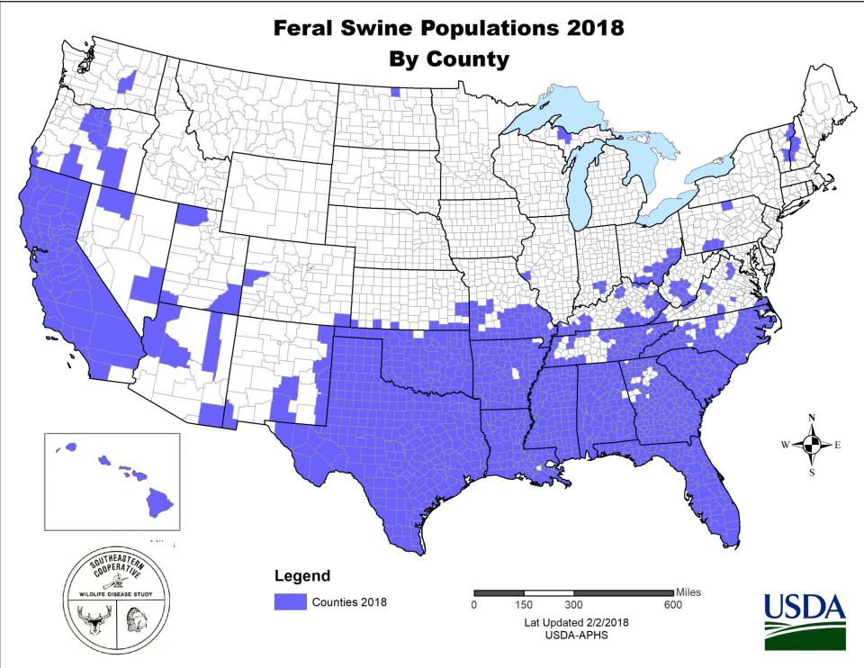 Feral hogs are a problem in America (USDA)