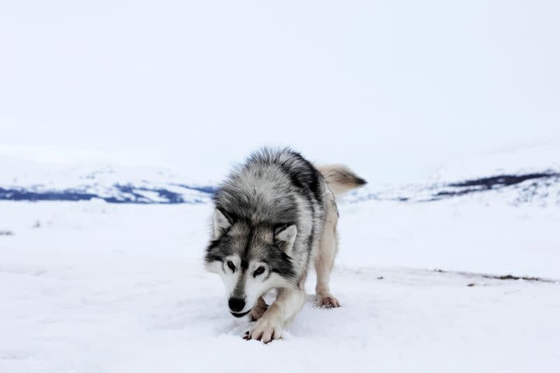 The Wider Image: Climate change means the Inuit do what they've always done: Adapt