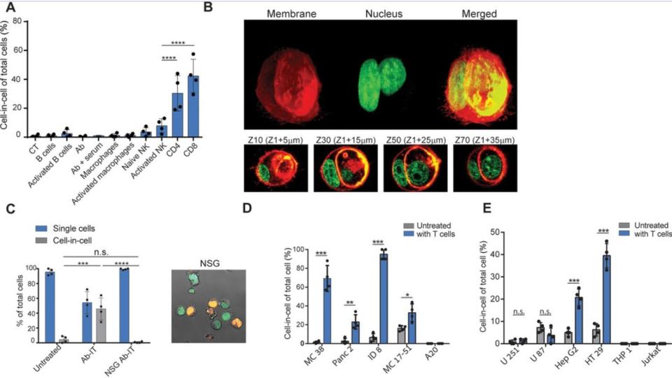 Las células T reactivas a tumores inducen a las células tumorales a generar una estructura transitoria de célula en célula | Gutwillig, Amit, et al. eLife