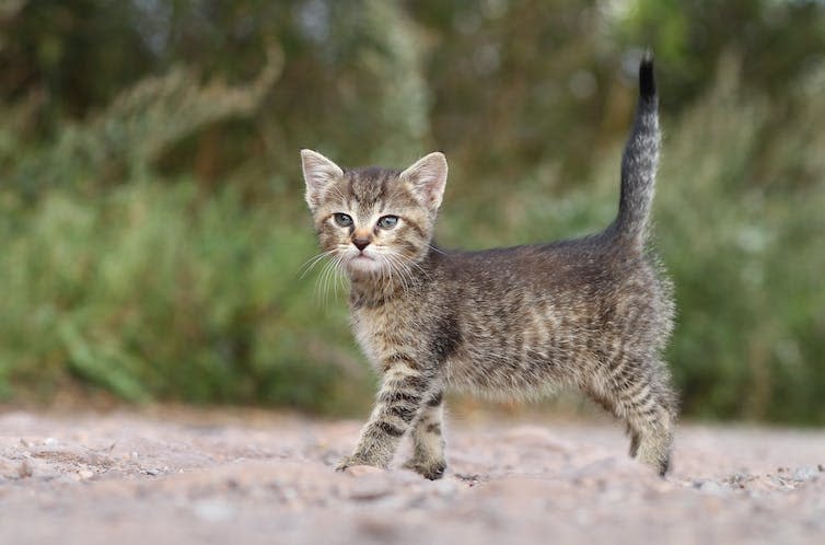 Kitten with its tail up