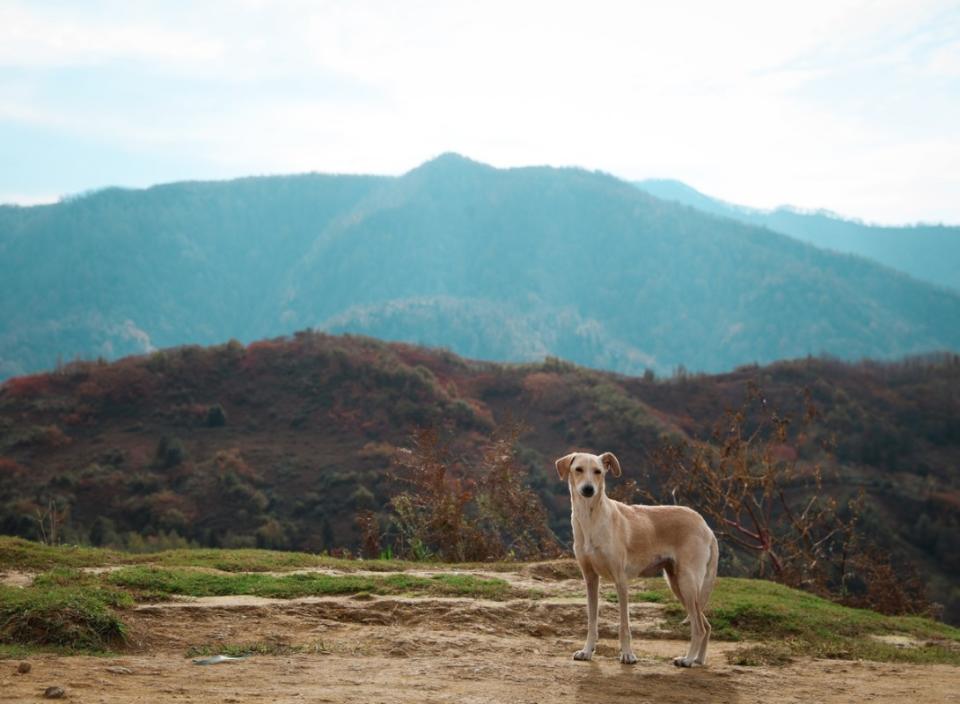 Cretan Hound<p>Image via New Africa/Shutterstock</p>