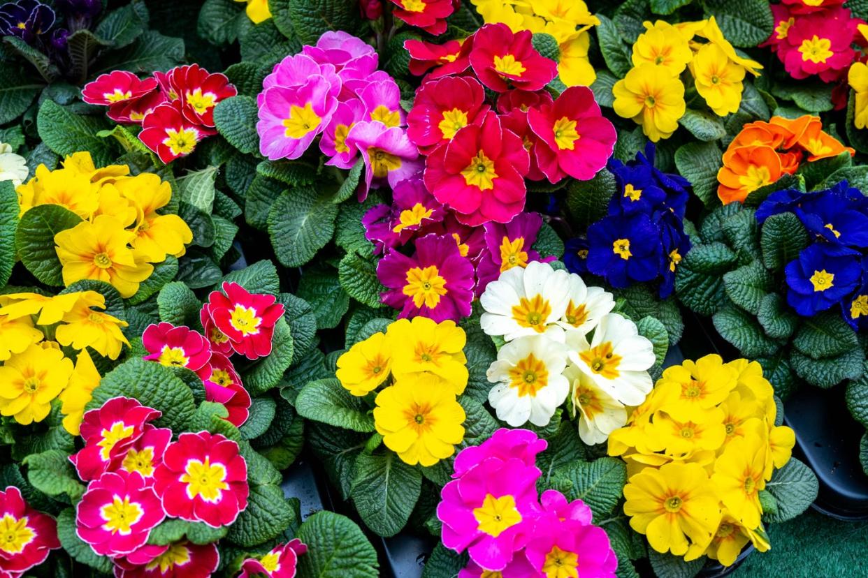 winter flowers english primroses