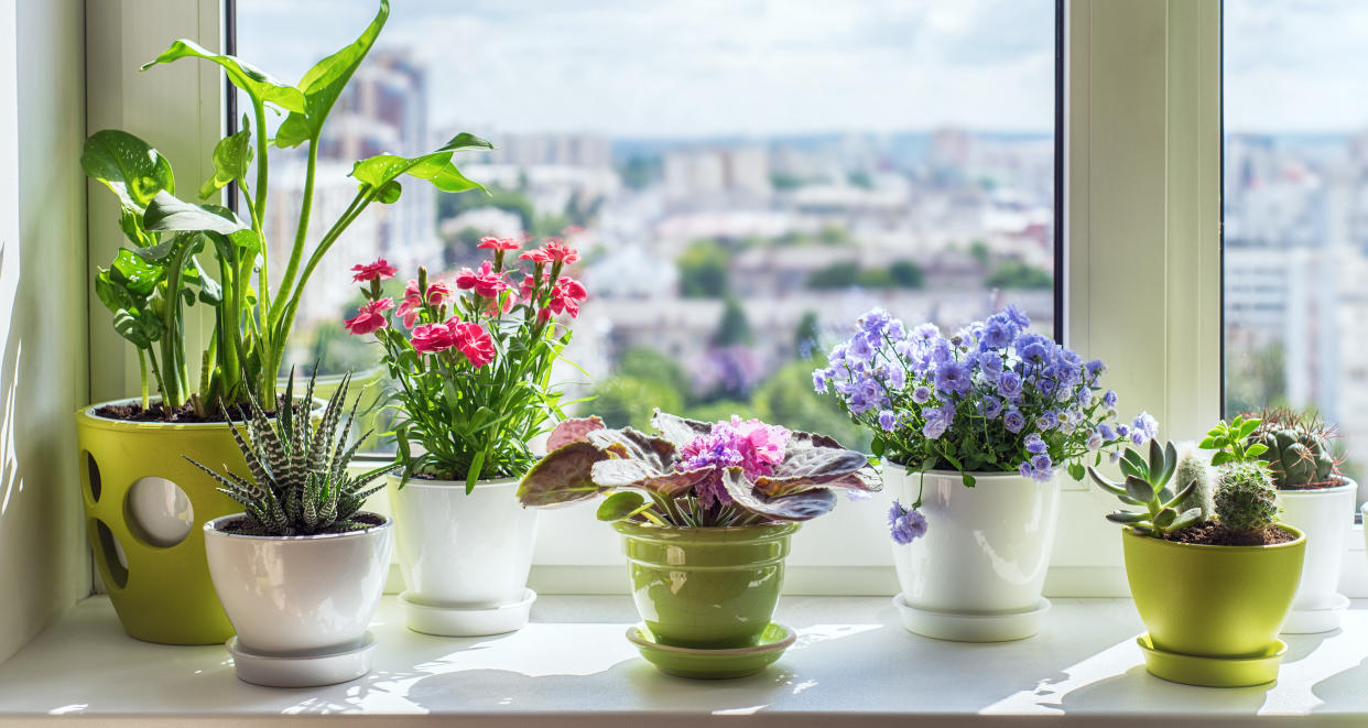  flowering plants on a sunny windowsill 