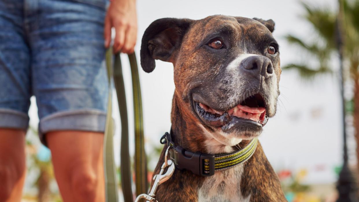 Boxer dog with owner