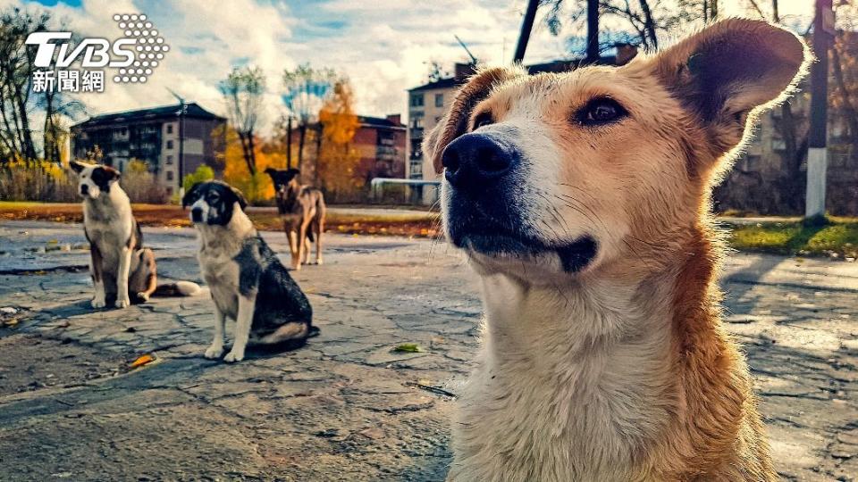 慘絕人寰的核災過去數十年，當地約有300多隻狗還住在污染嚴重的災區。（圖／達志影像美聯社）