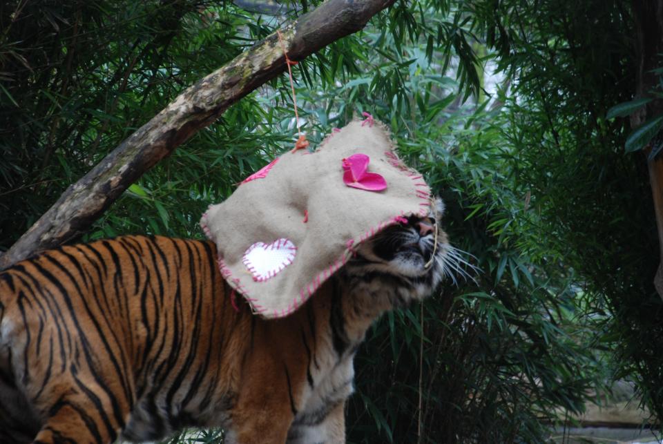 Zoo Animals Celebrate the Holidays