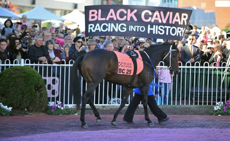 The Australian thoroughbred Black Caviar (pictured at her retirement in 2013) was undefeated in all 25 races she competed before her retirement (PAUL CROCK)