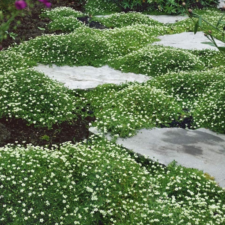 A garden with paving stones and a foliage with small white flowers growing in between