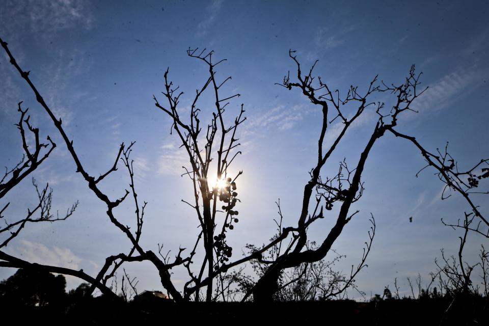 In this Wednesday, Feb. 1, 2017 photo, the sun shines through a burnt out a vineyard in Cauquenes, Chile. Hundreds of small sheep farmers, beekeepers and wine producers in Chile have been gravely affected by the massive wildfires that hit the area during the last couple of weeks. (AP Photo/Esteban Felix)