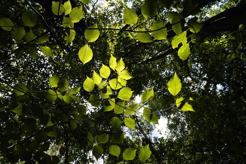 Sunlight filters through trees at the May Prairie State Natural Area on Aug. 20, 2020, in Manchester, Tenn. Despite their diminished range, Southern grasslands are still home to an incredible diversity of plants and animals -- greater than the surrounding forests, which are often a top priority for conservation. (AP Photo/Mark Humphrey)
