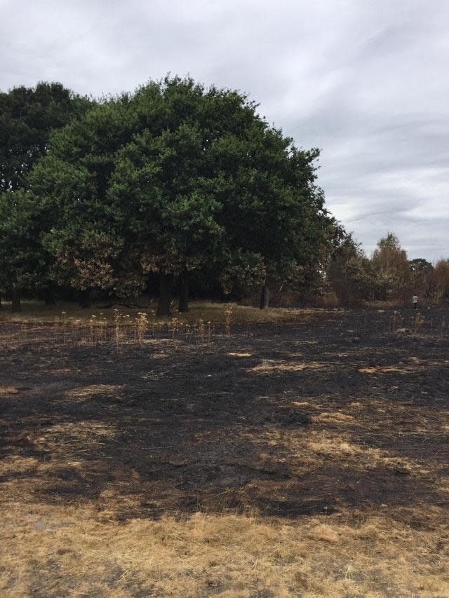 Wanstead Flats has been left burnt after a large fire there (@homecow)