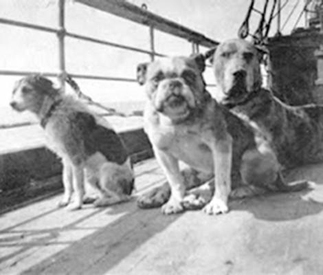 Dogs take in the sea air on deck. Of the nine dogs on board the Titanic, the two that were reportedly rescued were a Pomeranian and a Pekinese.