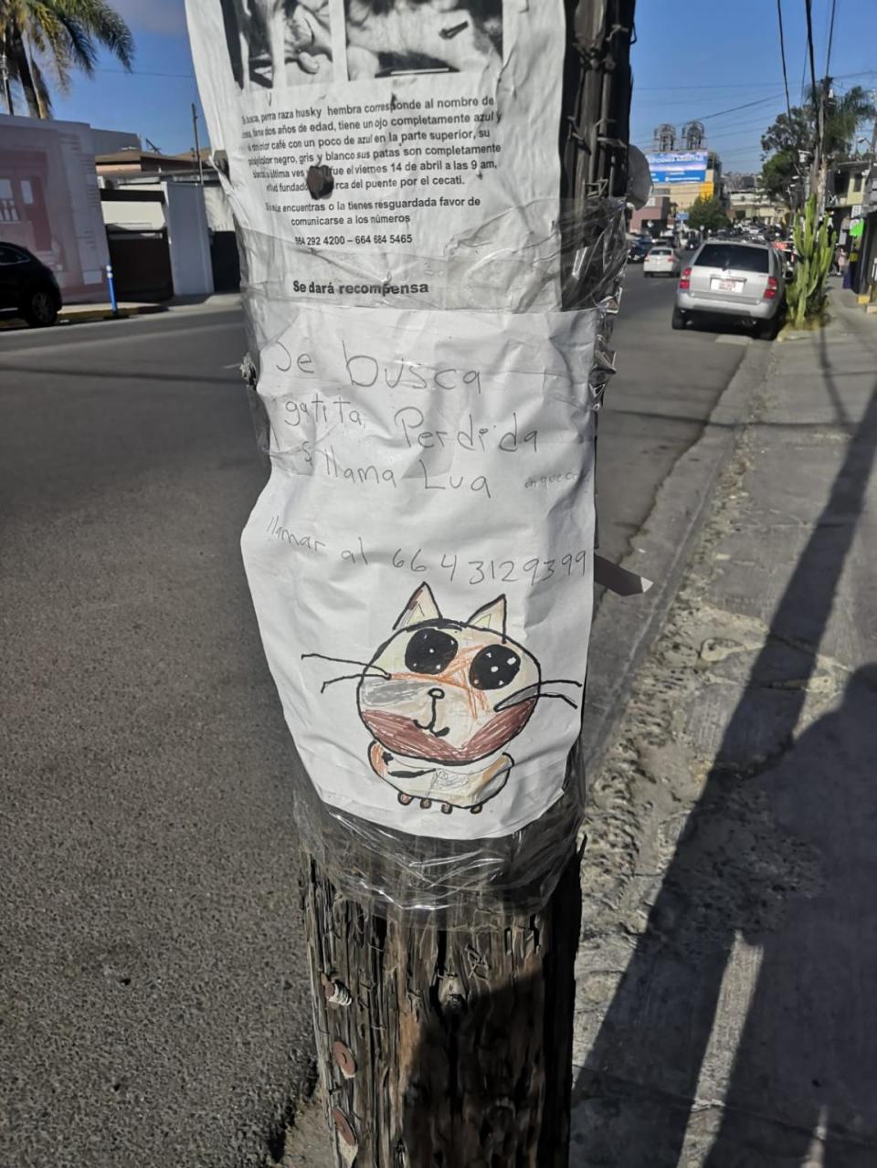 Cartel de gatita Lua extraviada