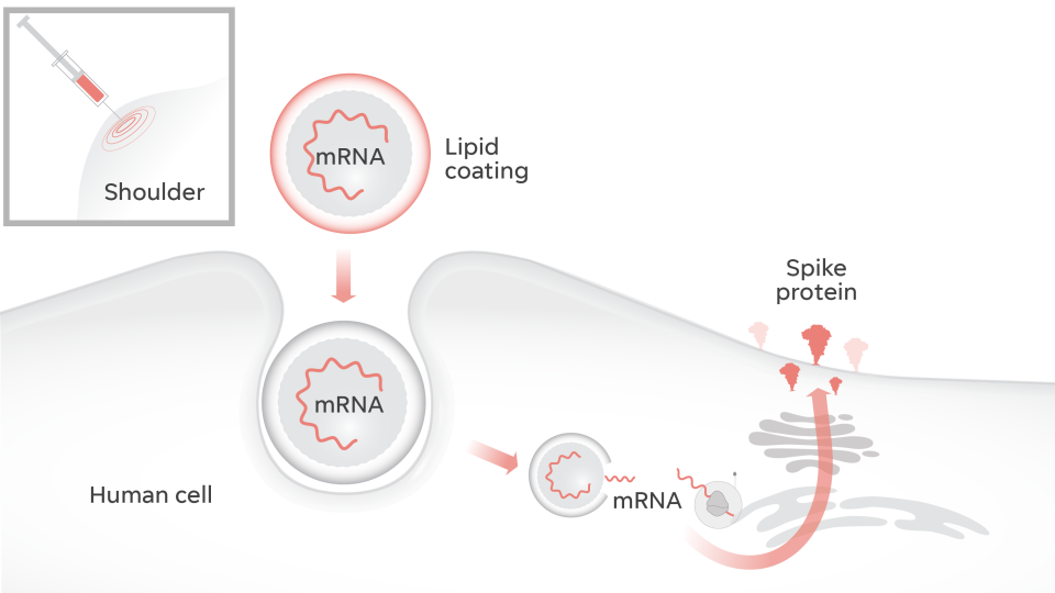 mRNA vaccines work by getting our cells to produce the spike protein free of any virus.