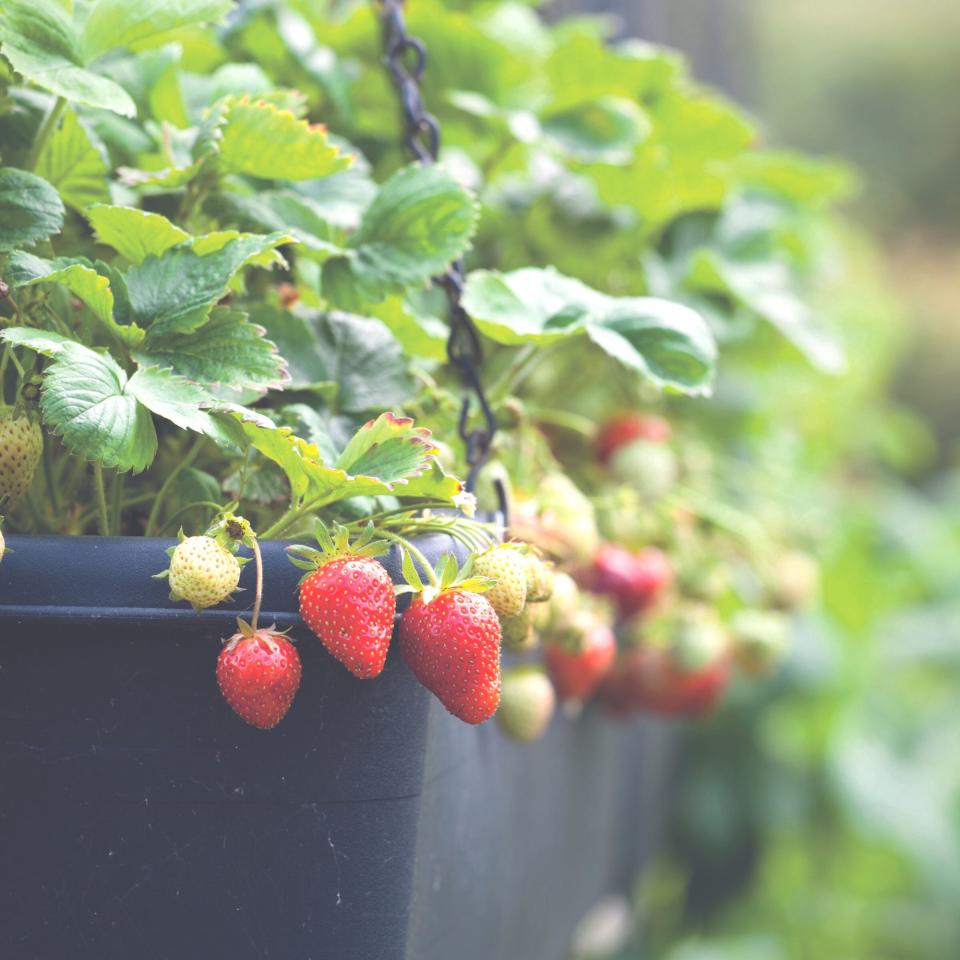 strawberries growing in hanging trough