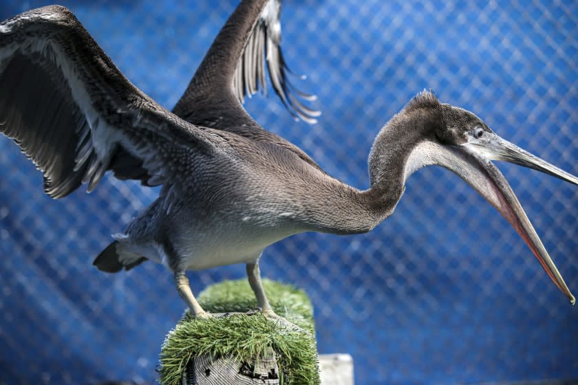 Huntington Beach, CA - June 16: Someone is intentionally breaking Brown Pelican's wings. Over 32 brown pelicans have been mutilated between San Clemente and HuntingBeach. A brown pelicans injured by a fish net recuperates at Wetlands Wildlife and Care Center on Wednesday, June 16, 2021 in Huntington Beach, CA. (Irfan Khan / Los Angeles Times)