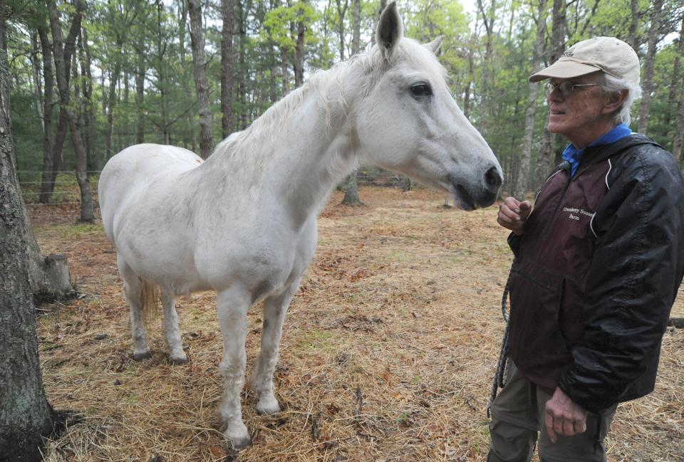 Jules greets farm manager Peter Dyrness as he stops in to visit her Thursday afternoon. Jules, a horse at Cranberry Sunset Farm, is in need of asthma medication that she needs to survive. The medication is hard to obtain due to several reasons including supply shortages.