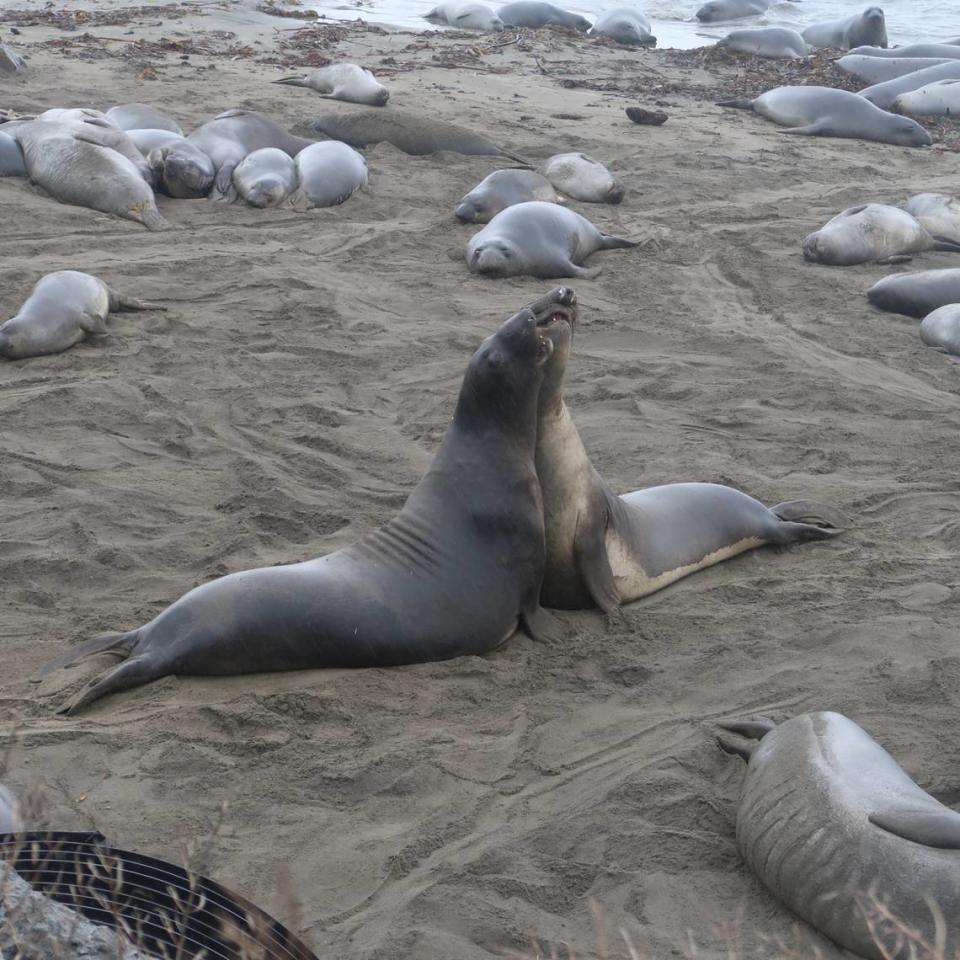 Two young elephant seals bump chests and show their teeth while on the beach at Piedras Blancas north of San Simeon, but don’t inflict any damage on each other. Other juvenile seals sleep through the grudge match, ignoring them.