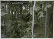 This still frame image from video provided by Bigfoot Global LLC, shows what is claimed by them to be a bigfoot or sasquatch creature in an undisclosed area of a northern Georgia forest in June 2008. (AP Photo/Bigfoot Global LLC)