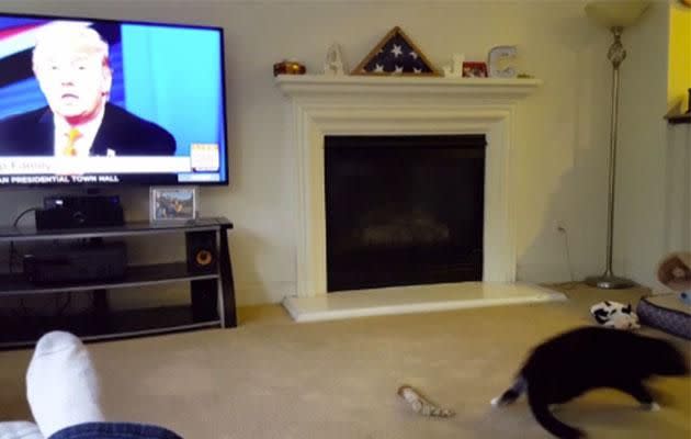 The cat runs out of the living room as fast as she can. Photo: Caters
