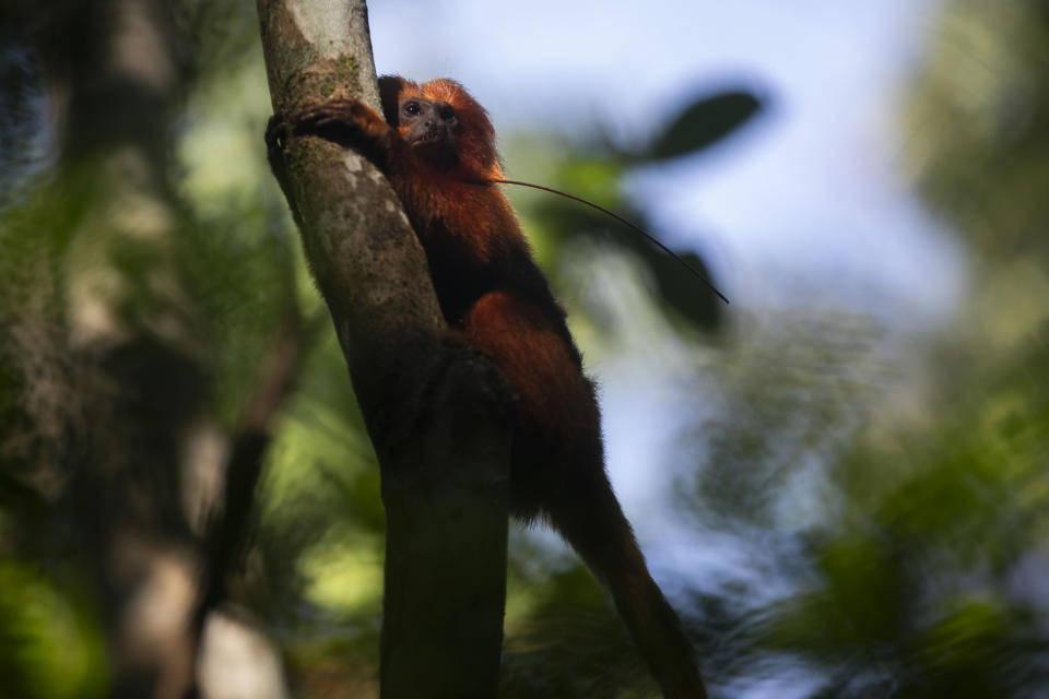 A golden lion tamarin hangs on a tree as students plant tree seedlings that will form an ecological corridor to allow a safe passageway for the region's most emblematic and endangered species: the golden lion tamarin. in the rural interior of Rio de Janeiro, Silva Jardim, Brazil, Friday, Nov. 10, 2023. (AP Photo/Bruna Prado)