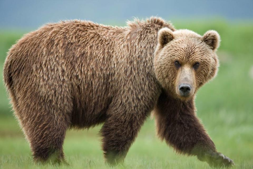Grizzly bears usually have a hump on their back and are generally larger than black bears.