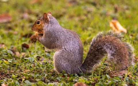 Squirrels in South Korea are at risk of starvation after humans have begun eating acorns in their droves. - Credit: Apostoli Rossella&nbsp;/Moment RF&nbsp;