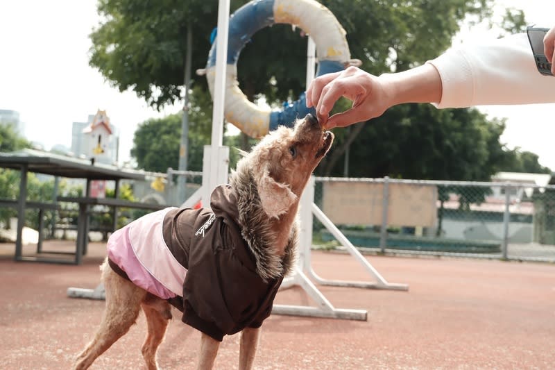 貴賓犬疑遭棄養腫瘤破倒路邊 新北動保處救援 新北市政府動物保護防疫處日前接獲民眾通報，指在 三峽區路邊發現1隻疑遭棄養的受傷貴賓犬，經人員 救援送醫，發現是睪丸腫瘤破裂，緊急手術後恢復健 康。 （新北市動保處提供） 中央社記者楊侃儒傳真 113年5月2日 