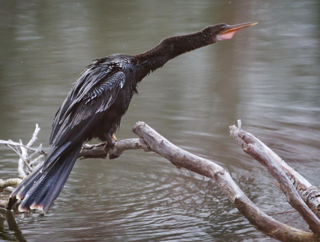 A lone Anhinga, also known as the Devil Bird, found along the Black Creek in Churchville Tuesday Dec. 15, 2020. Anhinga's have been nicknamed 'snake bird' for its long snakelike neck.